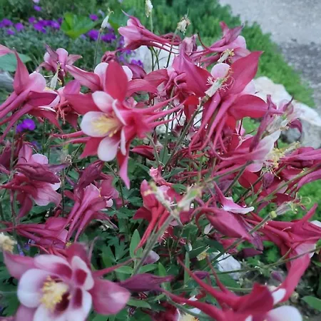 Anda Vendeghaz Gæstehus 3*