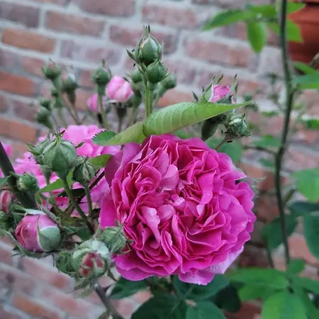 Anda Vendeghaz Gæstehus 3*