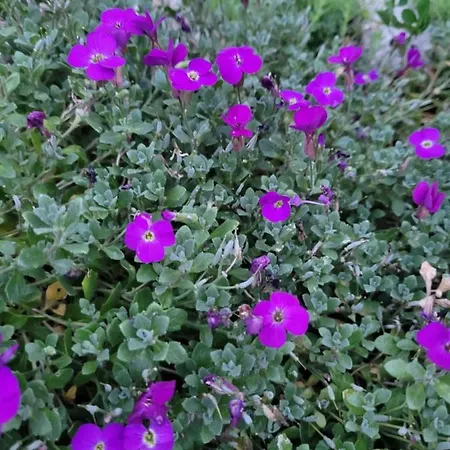 Gæstehus Anda Vendeghaz